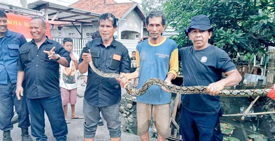 Seekor ular piton telah dievakuasi oleh petugas Damkar Kota Bima. | Foto: Istimewa