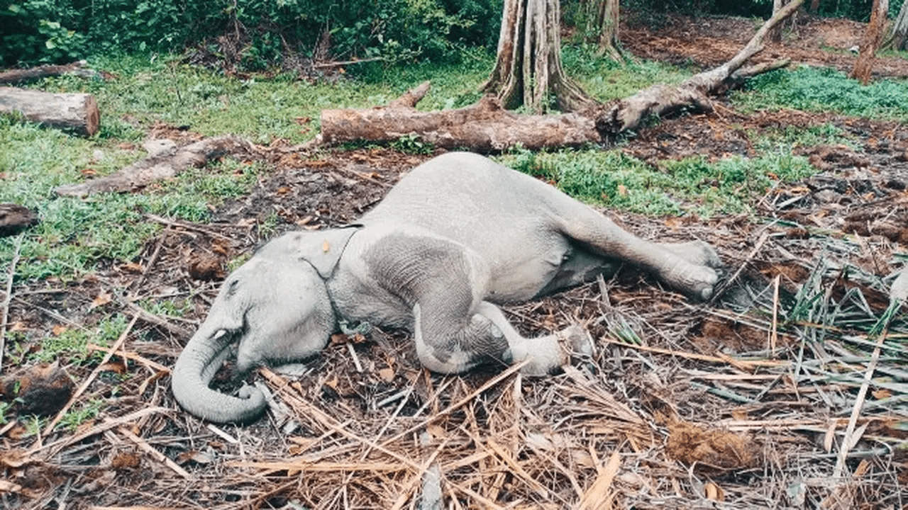 Anak gajah Damar mati setelah terserang Elephant Endotheliotropic Herpes Virus (EEHV), Rabu (11/1/2023). | Foto: Dok. BBKSDA Riau