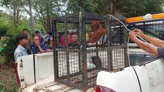 Anak orangutan kalimantan yang berhasil dievakuasi. | Foto: Tribunkalteng