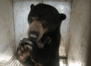 Dua Beruang Madu Dilepasliarkan di Area Hutan Produksi