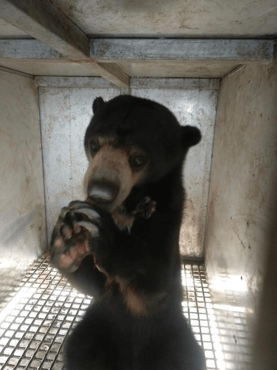 Beruang madu yang akan dilepasliarlan di areal PT MRU. | Foto: PPID KLHK
