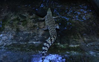 Ilustrasi seekor buaya muara (Crocodylus porosus). | Sumber: KLHK
