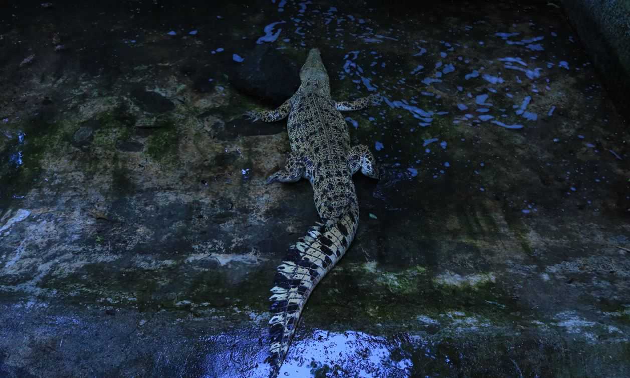 Ilustrasi seekor buaya muara (Crocodylus porosus). | Sumber: KLHK