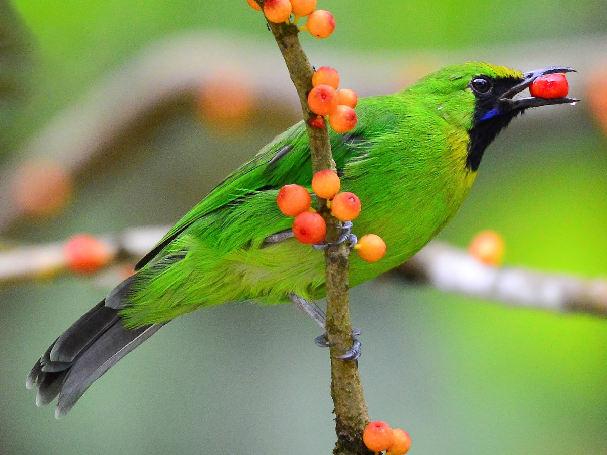 Ilustrasi cica daun mini. | Foto: Harn Sheng Khor/eBird