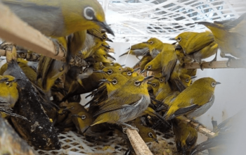 Burung yang disita Balai Karantina Pertanian Lampung yang hendak diselundupkan ke Tangerang, Banten pada Desember 2022 lalu. | Foto: Dok. Balai Karantina Pertanian Lampung