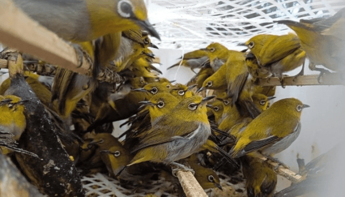 IQFAST Catat Penyelundupan 22.297 Burung Ilegal di Lampung