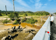 Menyoal Underpass Gajah di Tol Permai, Pegiat Satwa Angkat Suara