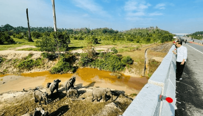 Menyoal Underpass Gajah di Tol Permai, Pegiat Satwa Angkat Suara