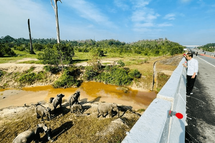 Presiden Joko Widodo saat melihat kawanan gajah sumatra (Elephas maximus sumatranus) di Tol Pekanbaru-Dumai (5/1/2023). | Foto: Biro Setpres 