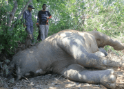 Kematian Gajah Tanpa Gading di Aceh Tenggara Dinilai Tak Selesai