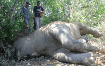 Ilustrasi bangkai gajah yang mati. | Foto: Republika
