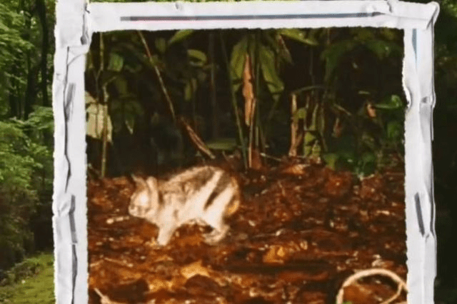 Penampakan terbaru kelinci sumatera langka ditangkap oleh kamera jebak yang dipasang Balai Besar Taman Nasional Kerinci Seblat. | Foto: Dok. BBTNKS/Instagram