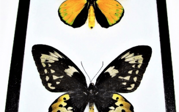 Gambar kupu-kupu sayap burung goliath
