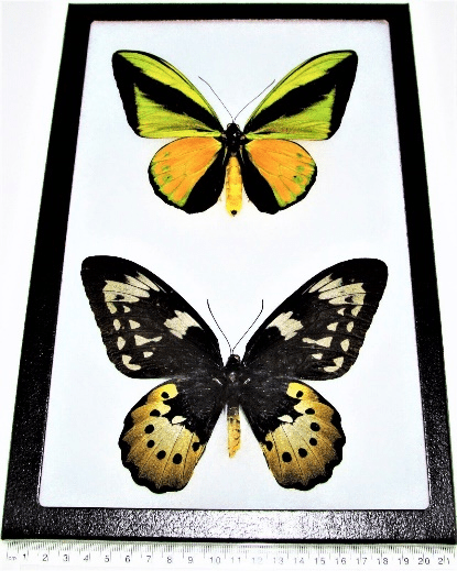 Kupu-kupu sayap burung goliath jantan (atas) dan betina (bawah) yang dijual pada situs jual beli online | Foto: eBay