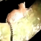 Tangkapan layar dari rekaman video yang menunjukkan macan tutul jawa di Desa Sumberarum, Kecamatan Songgon, Kabupaten Banyuwangi. | Sumber: Tribun Jatim