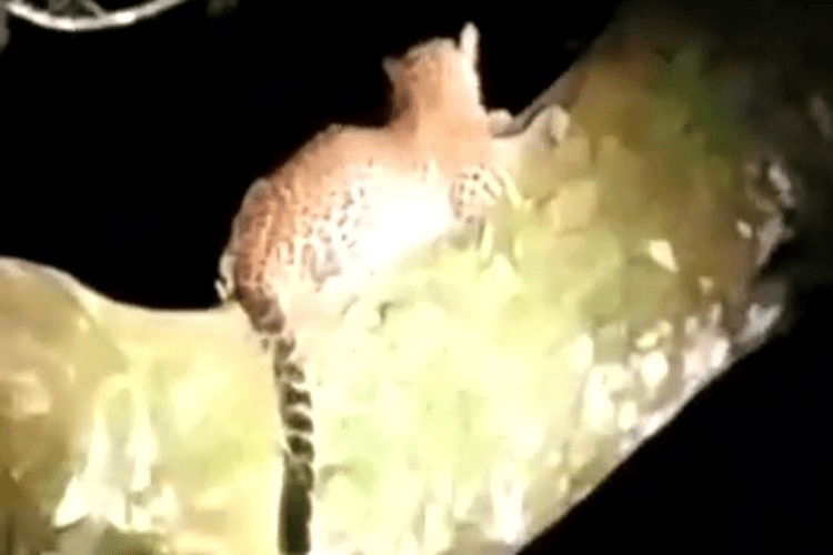 Tangkapan layar dari rekaman video yang menunjukkan macan tutul jawa di Desa Sumberarum, Kecamatan Songgon, Kabupaten Banyuwangi. | Sumber: Tribun Jatim