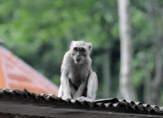 1.000 Ekor Monyet Akhirnya Gagal Diekspor