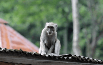 Ilustrasi monyet ekor panjang di atas rumah warga. | Foto: Widi RH Pradama/Kumparan