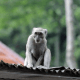 Ilustrasi monyet ekor panjang di atas rumah warga. | Foto: Widi RH Pradama/Kumparan