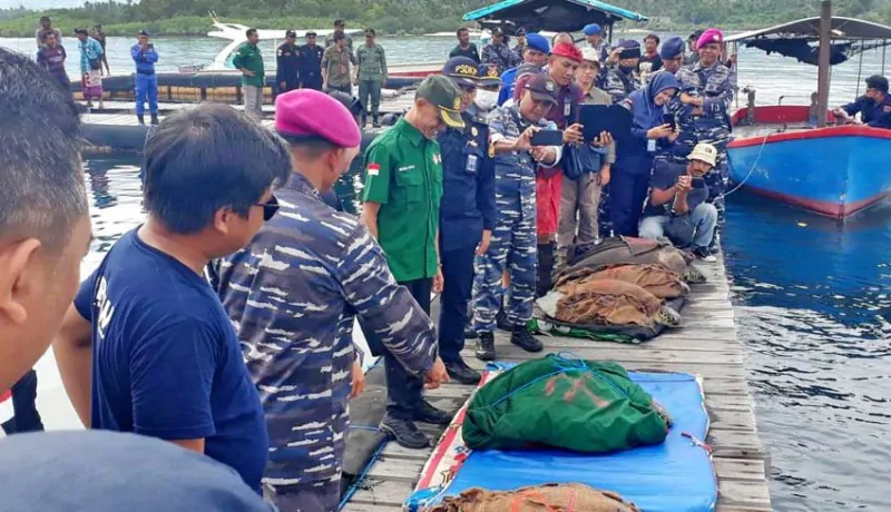 Delapan ekor penyu hijau saat akan dilepasliarkan di Perairan Banyuwedang, Desa Sumberkima, Kecamatan Gerokgak, Buleleng, Kamis (19/1/2023). | Foto: Istimewa/NusaBali