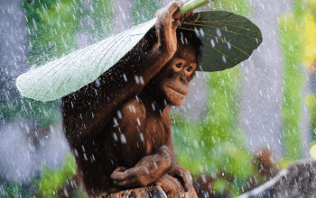 Ini adalah gambar seekor orangutan yang tengah melindungi dirinya dari hujan. | Foto: Andrew Suryono