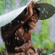 Ini adalah gambar seekor orangutan yang tengah melindungi dirinya dari hujan. | Foto: Andrew Suryono