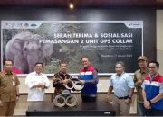 BKSDA akan Pasang Kalung GPS untuk Monitoring Gajah Sumatra