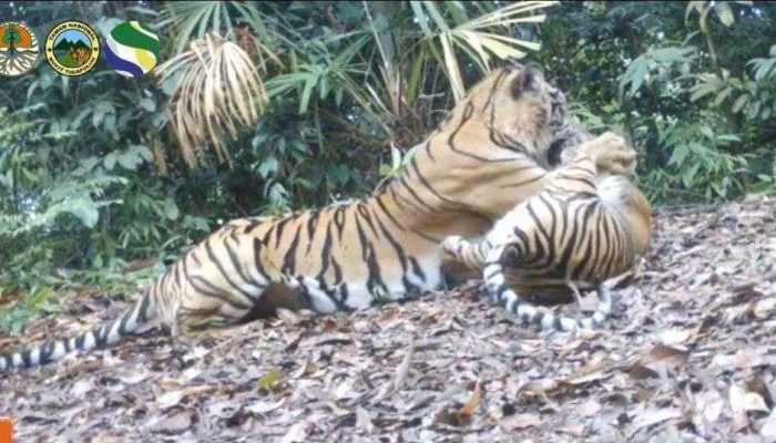 Harimau Sumatera Pernah Terpantau Mengasuh Anaknya