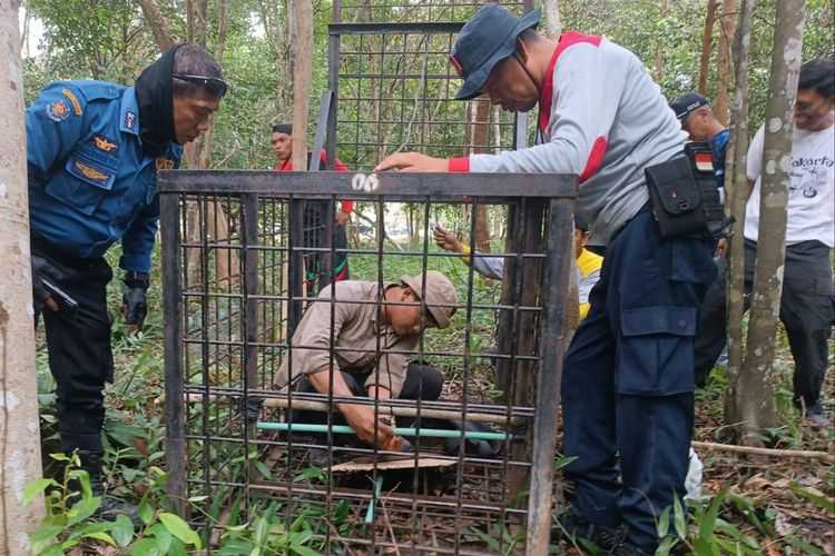 Pemasangan kandang jebak harimau dilakukan oleh tim, pada Sabtu (21/1/2023). | Foto: Dok. BBKSDA Riau