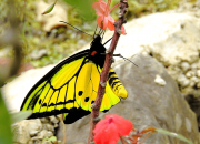 Potret kupu-kupu sayap burung goliath jenis jantan sedang hinggap di tumbuhan inangnya | Foto: Mehd Halaouate/Birding Indonesia