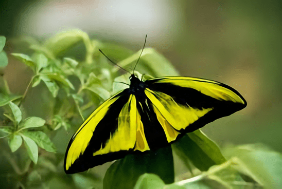 Kupu-kupu sayap burung goliath. | Foto: Butterfly Indentification