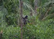 Pemkot Padang Rencanakan Konservasi Lutung, BKSDA: Mekanismenya Panjang