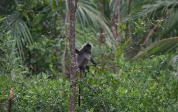 Ilustrasi lutung kelabu. | Foto: cypseloides/iNaturalist