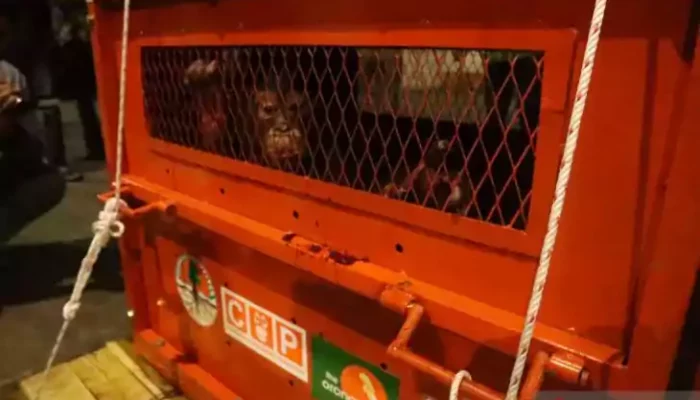 Orangutan Astuti Sukses Ditranslokasi