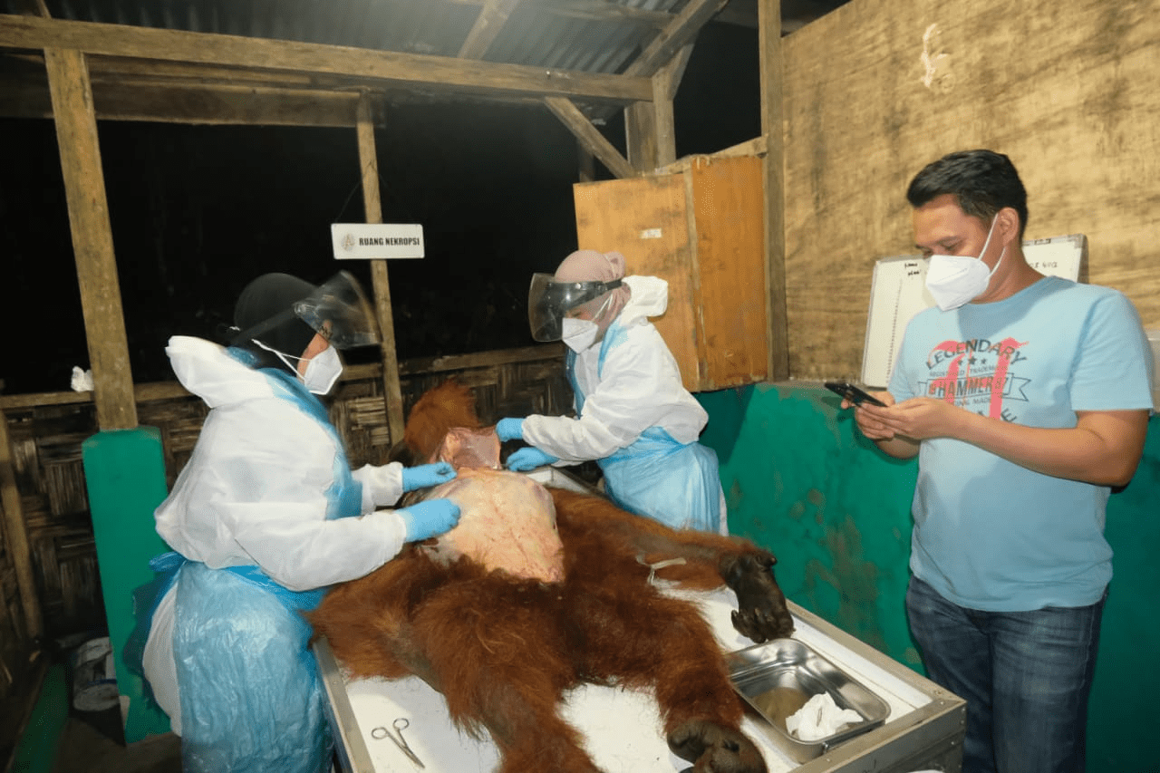 Orangutan sumatera (Pongo abelii) dalam perawawan medis. | Foto: BBKSDA Sumatra Utara