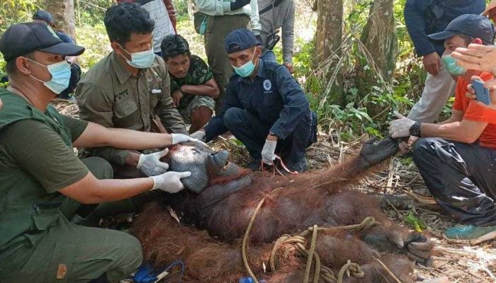BKSDA Pos Jaga Sampit Berhasil Selamatkan 626 Ekor Satwa