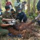 Satwa dilindungi, yaitu orangutan. Primata ini berhasil diselamatkan oleh tim BKSDA Pos Jaga Sampit. | Foto: Dok. BKSDA Pos Jaga Sampit
