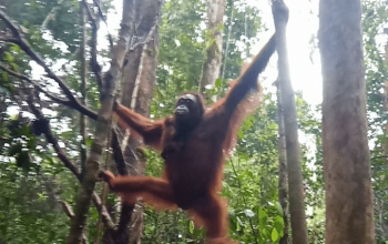 Orangutan kalimantan bernama Laksmi terlihat bersama anak keduanya. | Foto: PPID KLHK
