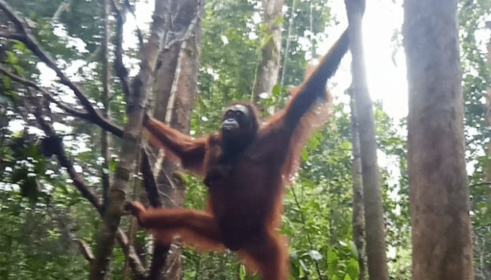 Orangutan Laksmi Lahirkan Anak Keduanya di Taman Nasional