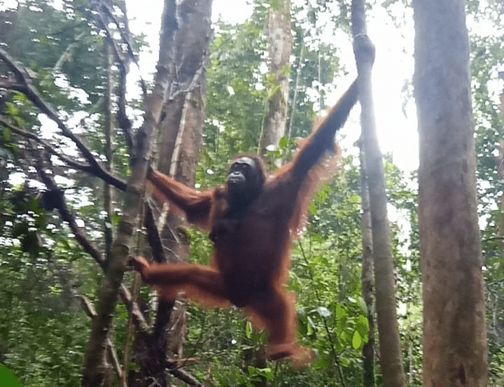 Orangutan kalimantan bernama Laksmi terlihat bersama anak keduanya. | Foto: PPID KLHK