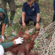 Proses evakuasi induk orangutan oleh WRU SKW II Pangkalan Bun, OF-UK, dan personel TNI AU Lanud Iskandar Pangkalan Bun. | Foto: Dendi Setiadi/Tribunkalteng