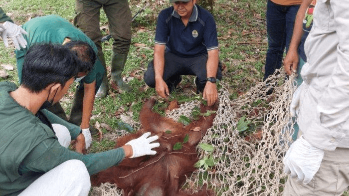 Proses evakuasi induk orangutan oleh WRU SKW II Pangkalan Bun, OF-UK, dan personel TNI AU Lanud Iskandar Pangkalan Bun. | Foto: Dendi Setiadi/Tribunkalteng