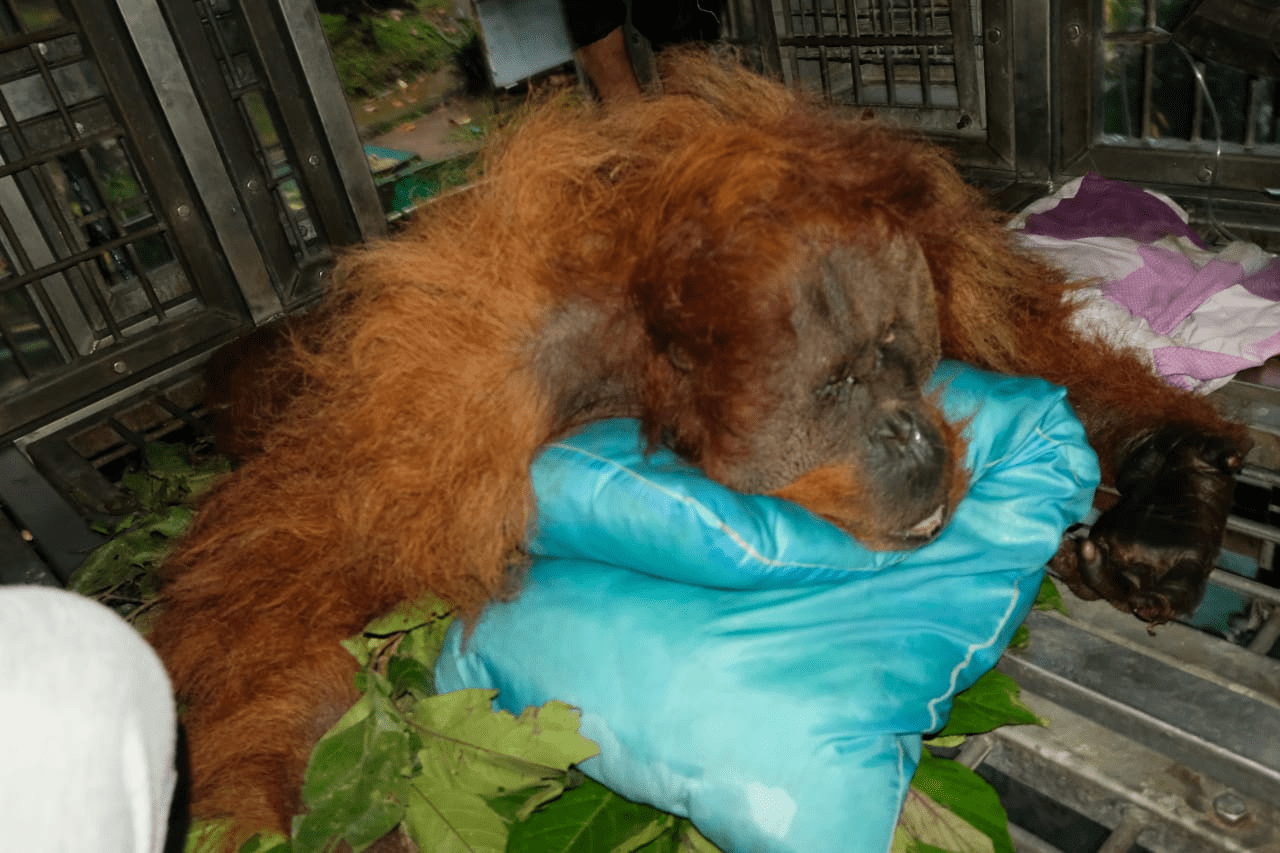 Kondisi primata endemik Sumatra yang dievakuasi oleh BBKSDA Sumatra Utara bersama YEL-SOCP dan YOSL-OIC. | Foto: BBKSDA Sumatra Utara