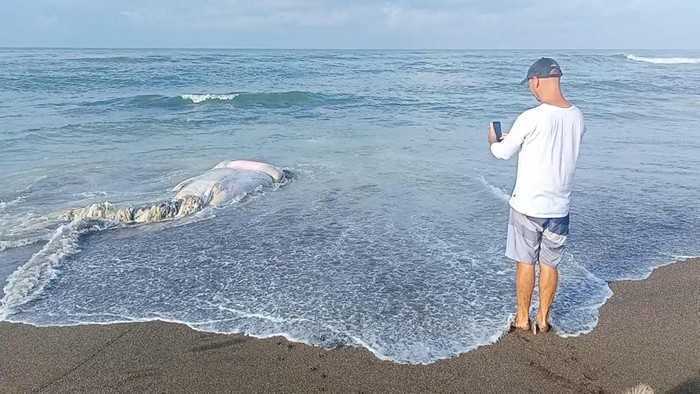 Bangkai paus terdampar di Pantai Munggu, Bali. | Foto: Agus Eka/detikBali