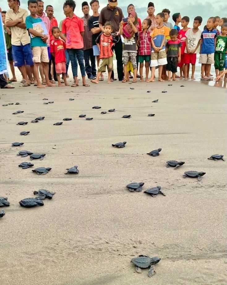 Ratusan tukik dilepasliarkan di Pantai Kampung Bangko, Desa Nanga Bere, Lembor Selatan dalam rangka Hari Konservasi Alam Nasional 2022. | Foto: fadil_mubaraq97/Instagram