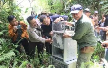 Proses pelepasliaran yang dilakukan BBKSDA Papua pada Sabtu (7/1/2023). | Foto: KSDAE Kementerian LHK