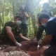 Satu individu orangutan kalimantan berhasil diselamatkan. | Foto: Antara/HO-SKW II Pangkalan Bun