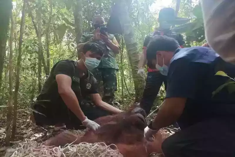 Satu individu orangutan kalimantan berhasil diselamatkan. | Foto: Antara/HO-SKW II Pangkalan Bun