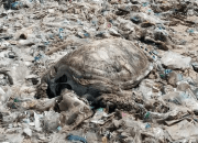 Terancam Punah, Penyu Mati di Tumpukan Sampah