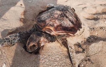 Penyu lekang ditemukan mati di pesisir pantai, Jumat (6/1/2023). | Foto: Istimewa